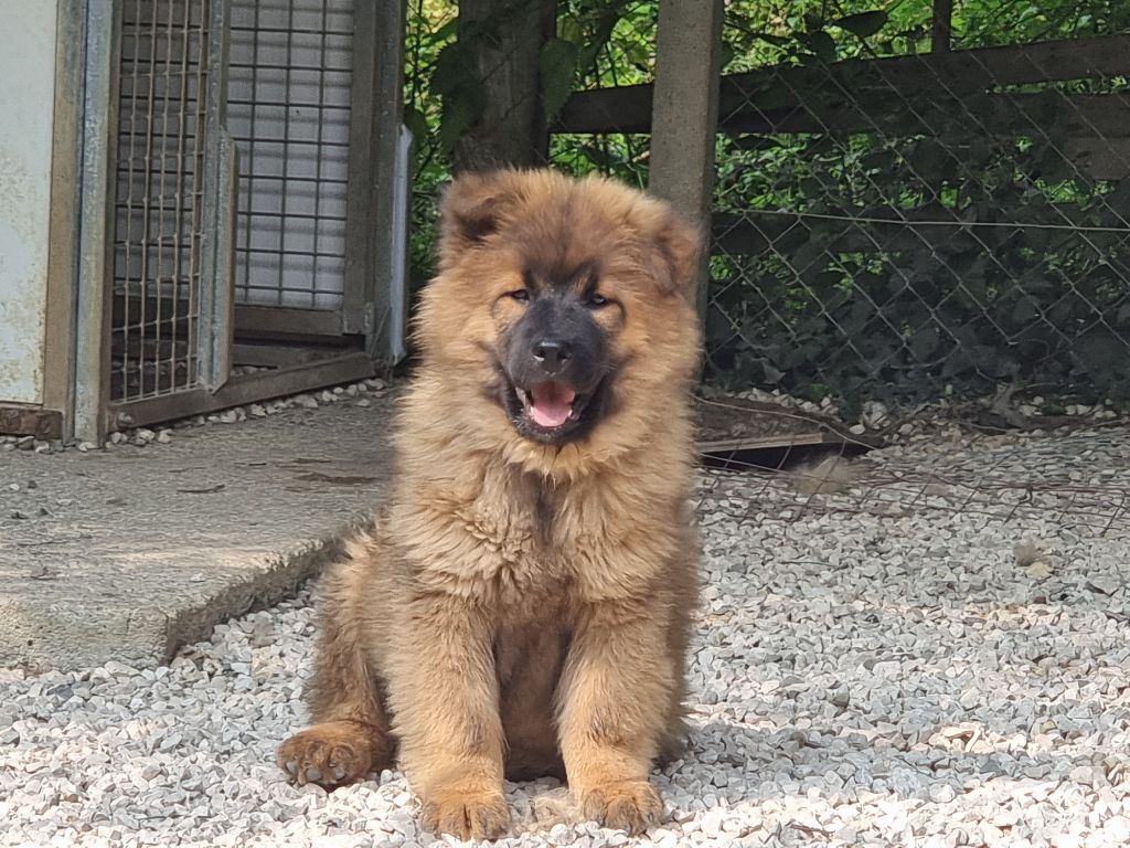Chiot Eurasier Du Souvenir De Tootsie