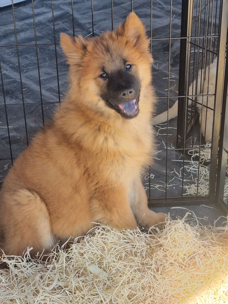 Du Souvenir De Tootsie - Chiots disponibles - Eurasier