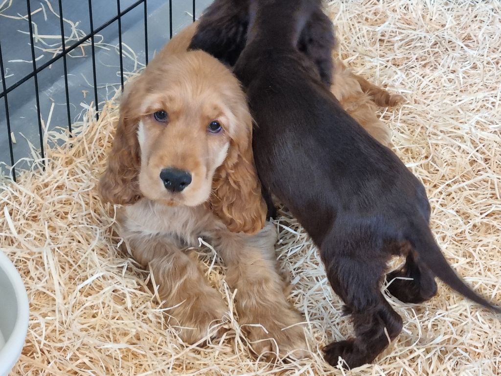 Du Souvenir De Tootsie - Chiots disponibles - Cocker Spaniel Anglais