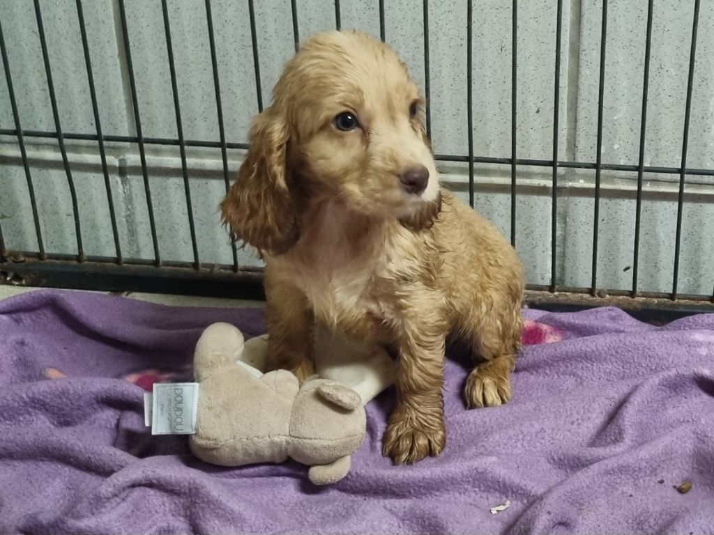 Du Souvenir De Tootsie - Chiots disponibles - Cocker Spaniel Anglais