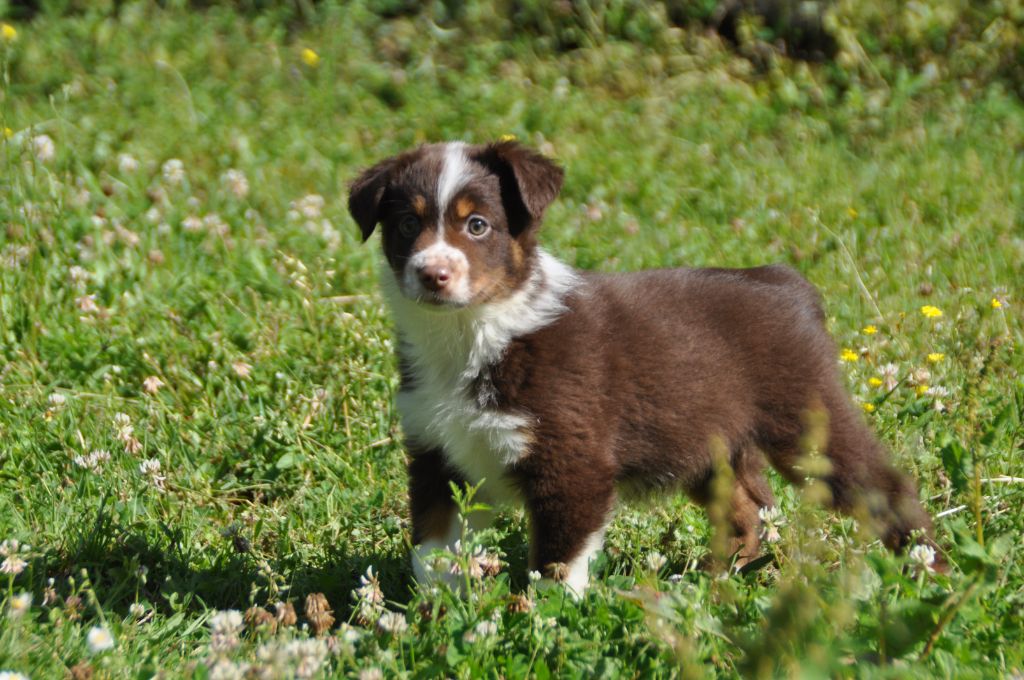 Du Souvenir De Tootsie - Chiots disponibles - Berger Américain Miniature 