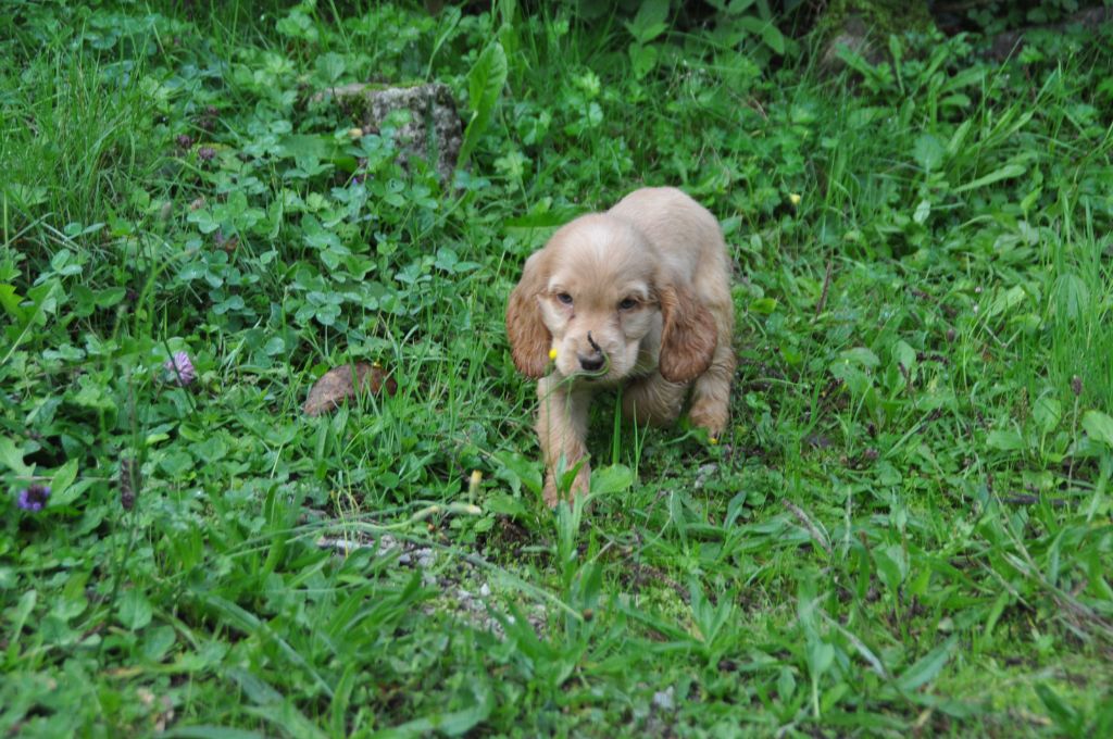 Du Souvenir De Tootsie - Chiots disponibles - Cocker Spaniel Anglais