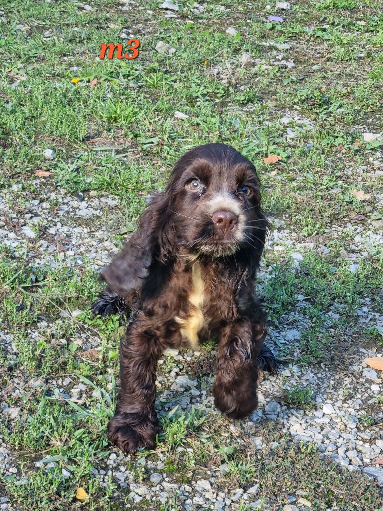 Du Souvenir De Tootsie - Chiots disponibles - Cocker Spaniel Anglais