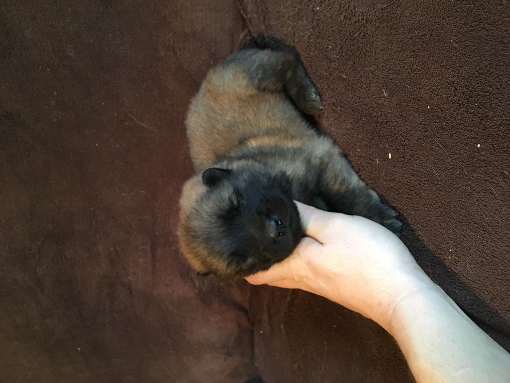 Chiot Eurasier Du Souvenir De Tootsie