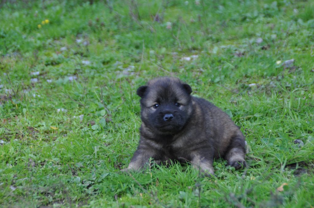 Du Souvenir De Tootsie - Chiots disponibles - Eurasier