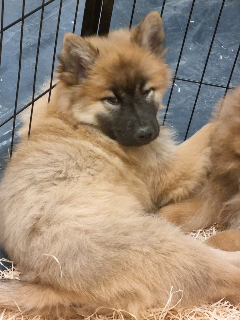Du Souvenir De Tootsie - Chiots disponibles - Eurasier