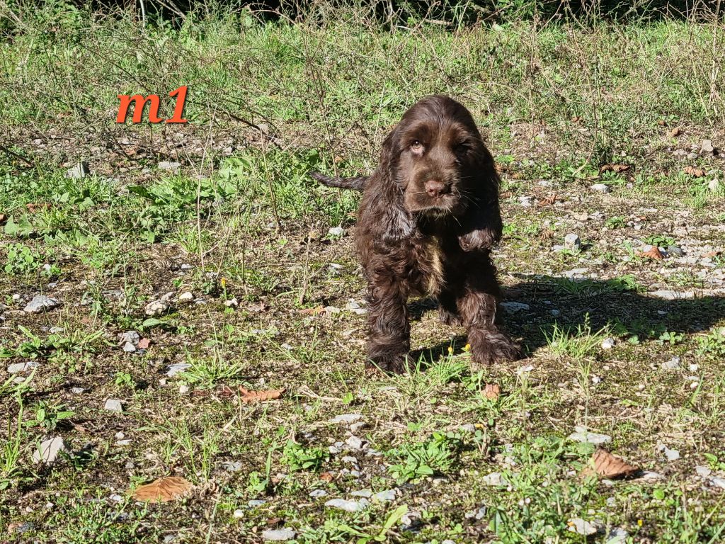 Du Souvenir De Tootsie - Chiots disponibles - Cocker Spaniel Anglais