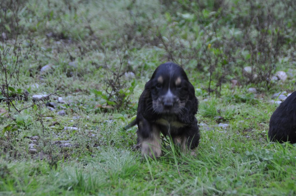 Du Souvenir De Tootsie - Chiots disponibles - Cocker Spaniel Anglais