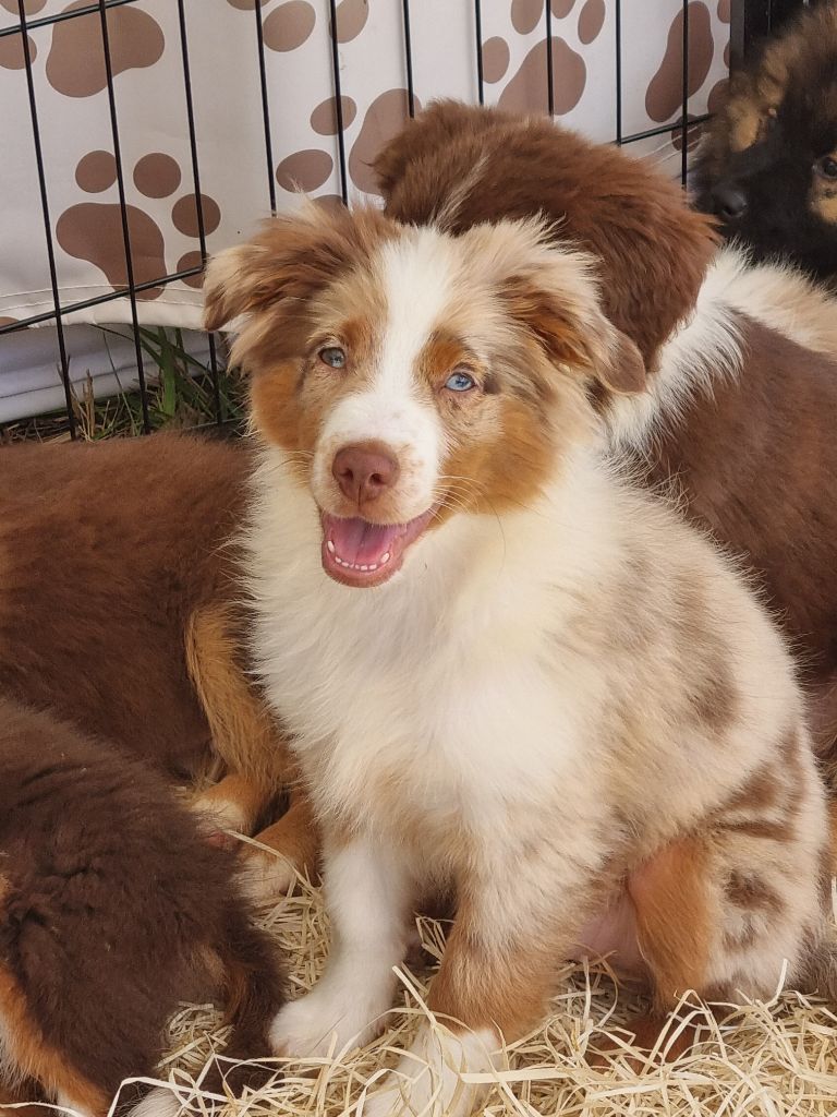 Du Souvenir De Tootsie - Chiots disponibles - Berger Américain Miniature 