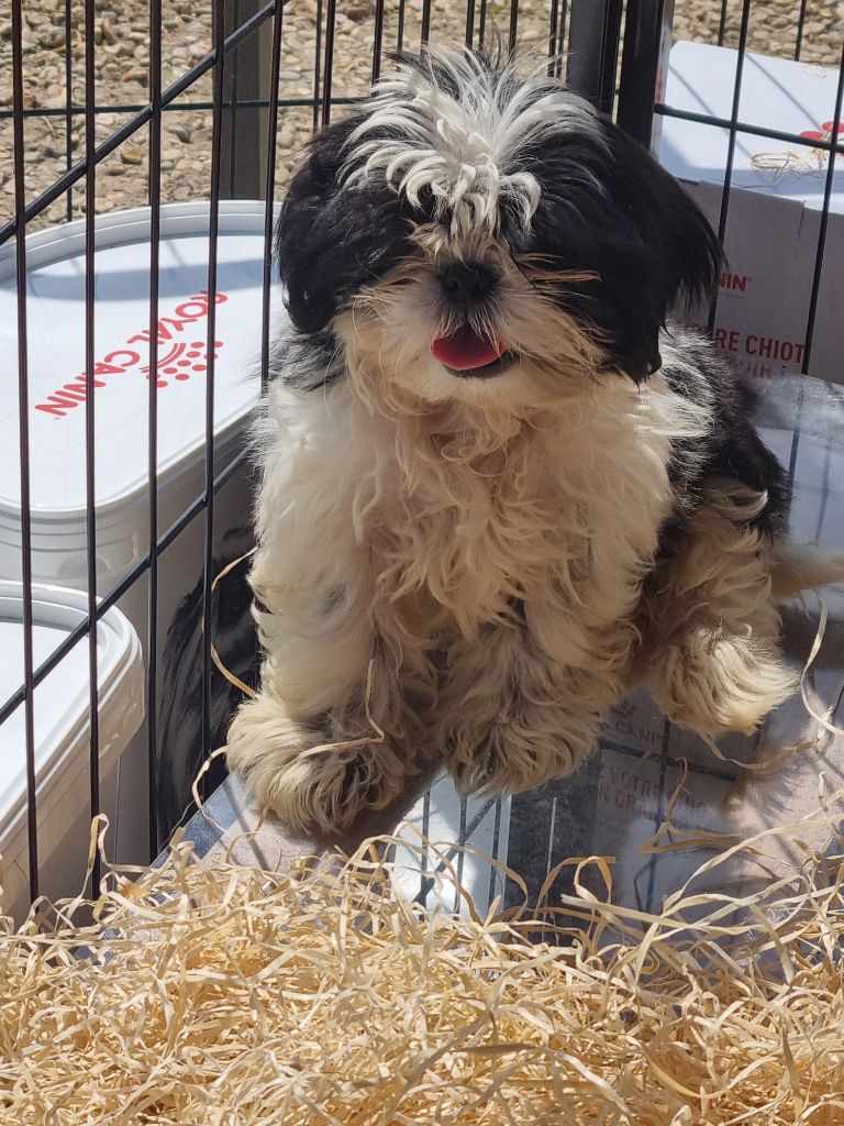 Du Souvenir De Tootsie - Chiots disponibles - Shih Tzu