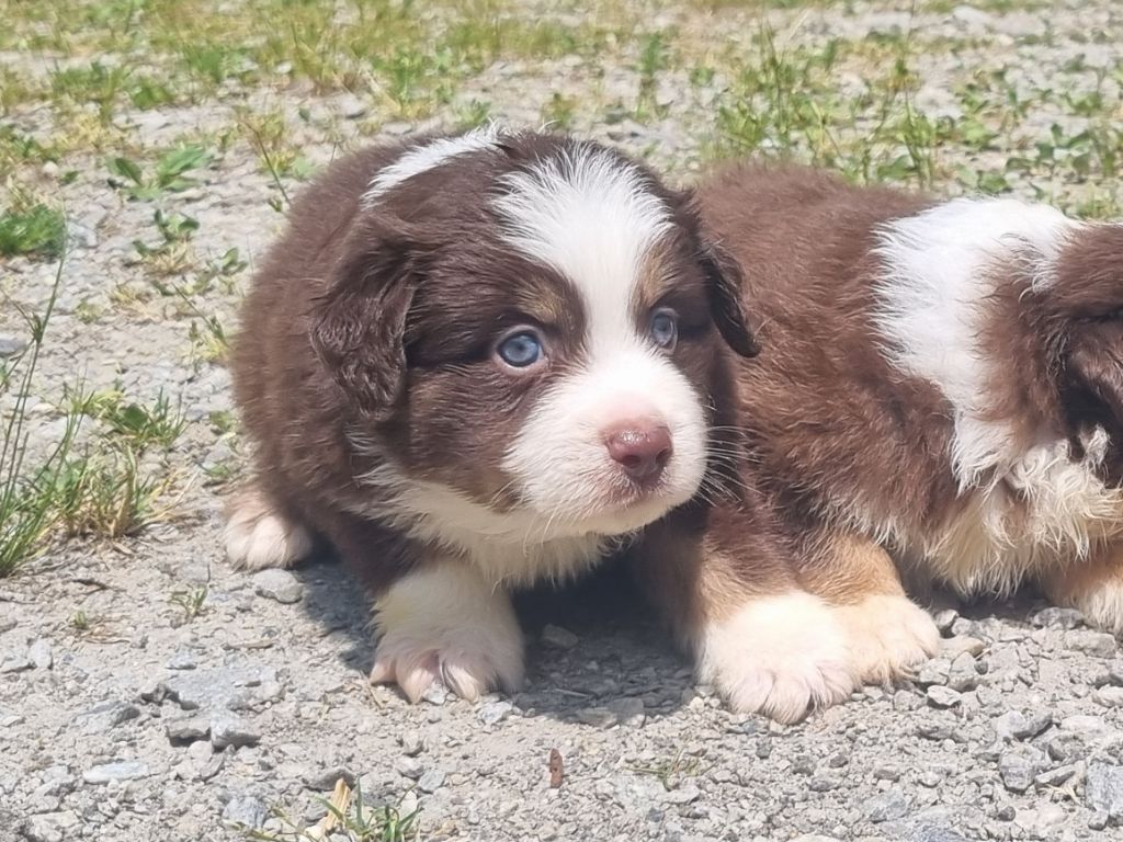 Du Souvenir De Tootsie - Chiots disponibles - Berger Américain Miniature 