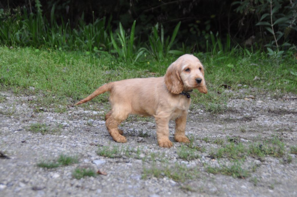 Du Souvenir De Tootsie - Chiots disponibles - Cocker Spaniel Anglais
