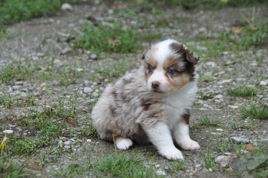Du Souvenir De Tootsie - Chiots disponibles - Berger Américain Miniature 