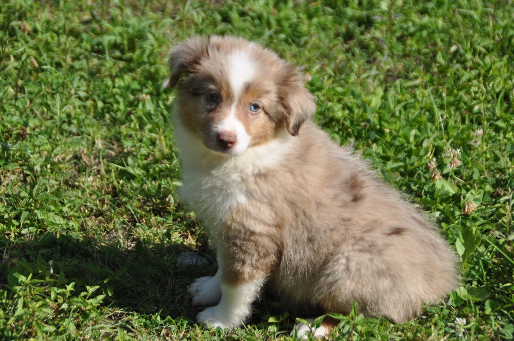 Du Souvenir De Tootsie - Chiots disponibles - Berger Américain Miniature 