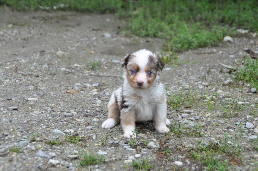 Du Souvenir De Tootsie - Chiots disponibles - Berger Américain Miniature 