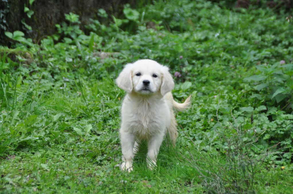Du Souvenir De Tootsie - Chiots disponibles - Golden Retriever