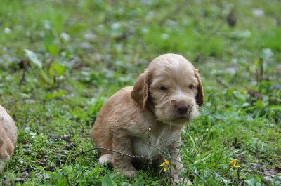 Chiot Cocker Spaniel Anglais Du Souvenir De Tootsie