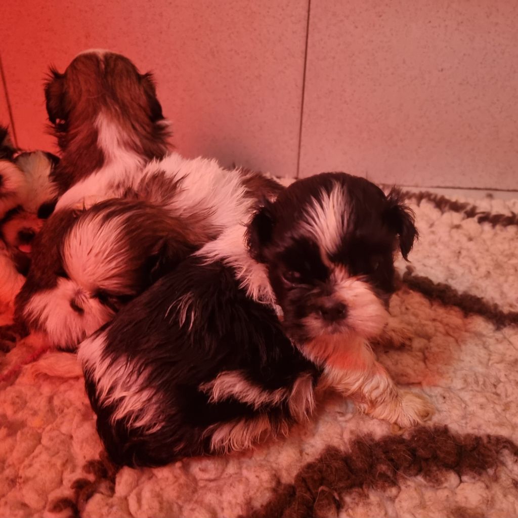 Du Souvenir De Tootsie - Chiots disponibles - Shih Tzu