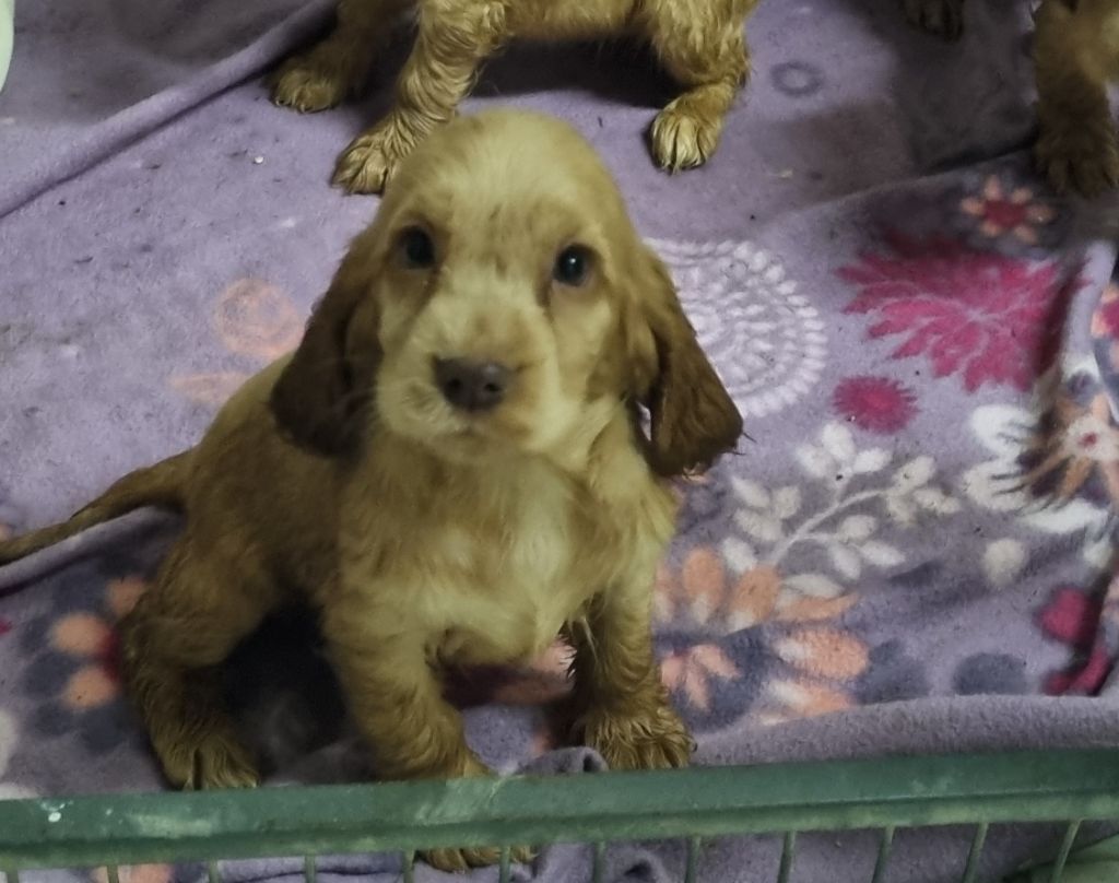 Du Souvenir De Tootsie - Chiots disponibles - Cocker Spaniel Anglais