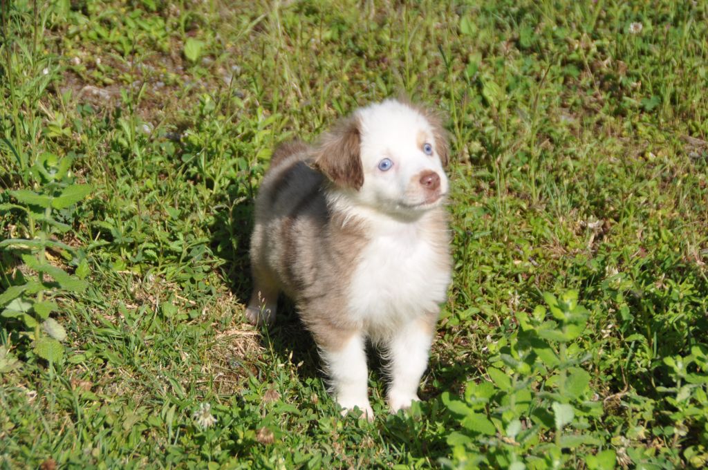 Du Souvenir De Tootsie - Chiots disponibles - Berger Américain Miniature 