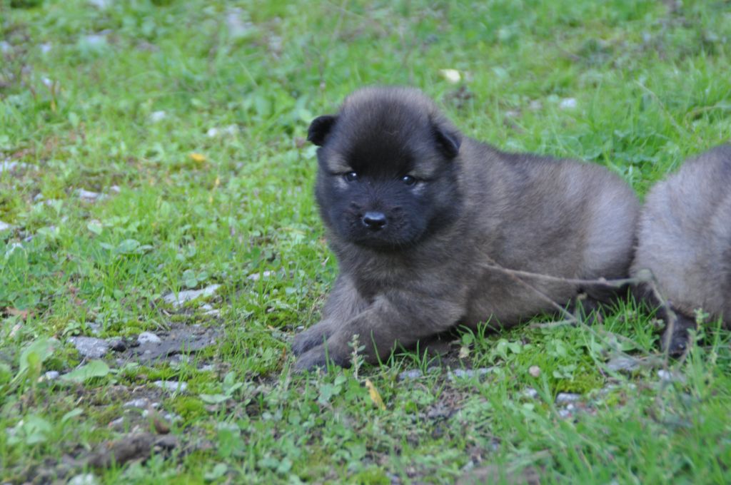 Du Souvenir De Tootsie - Chiots disponibles - Eurasier