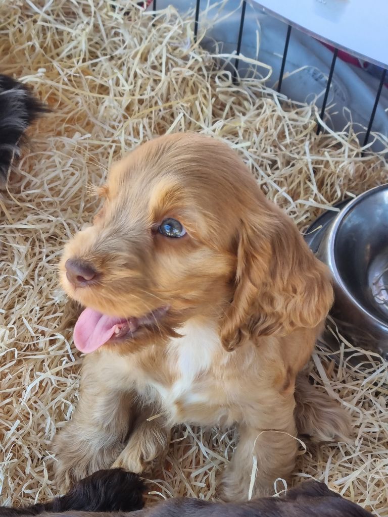 Du Souvenir De Tootsie - Chiots disponibles - Cocker Spaniel Anglais
