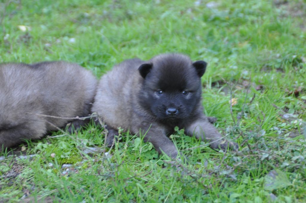 Du Souvenir De Tootsie - Chiots disponibles - Eurasier