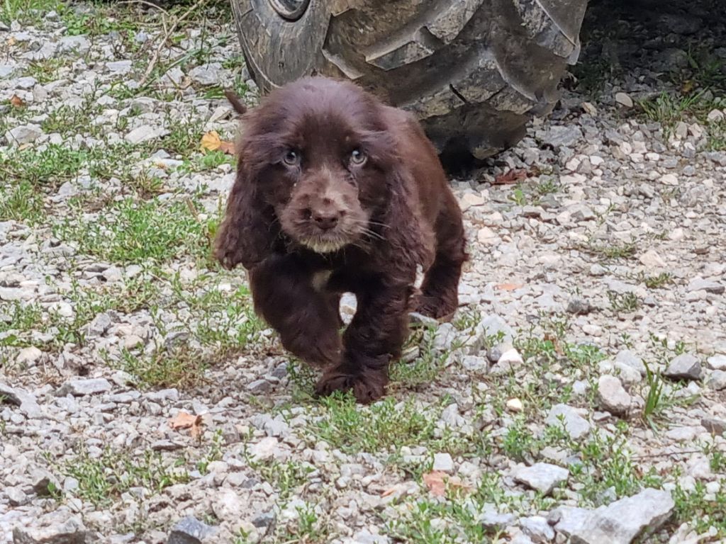 Du Souvenir De Tootsie - Chiots disponibles - Cocker Spaniel Anglais