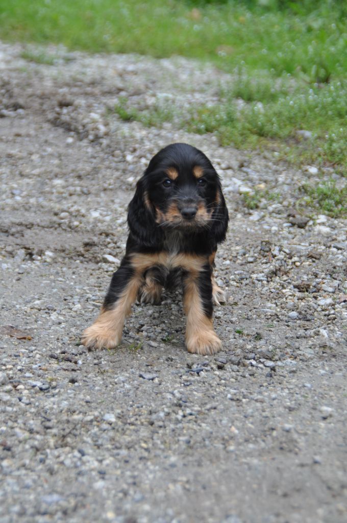 Du Souvenir De Tootsie - Chiots disponibles - Cocker Spaniel Anglais