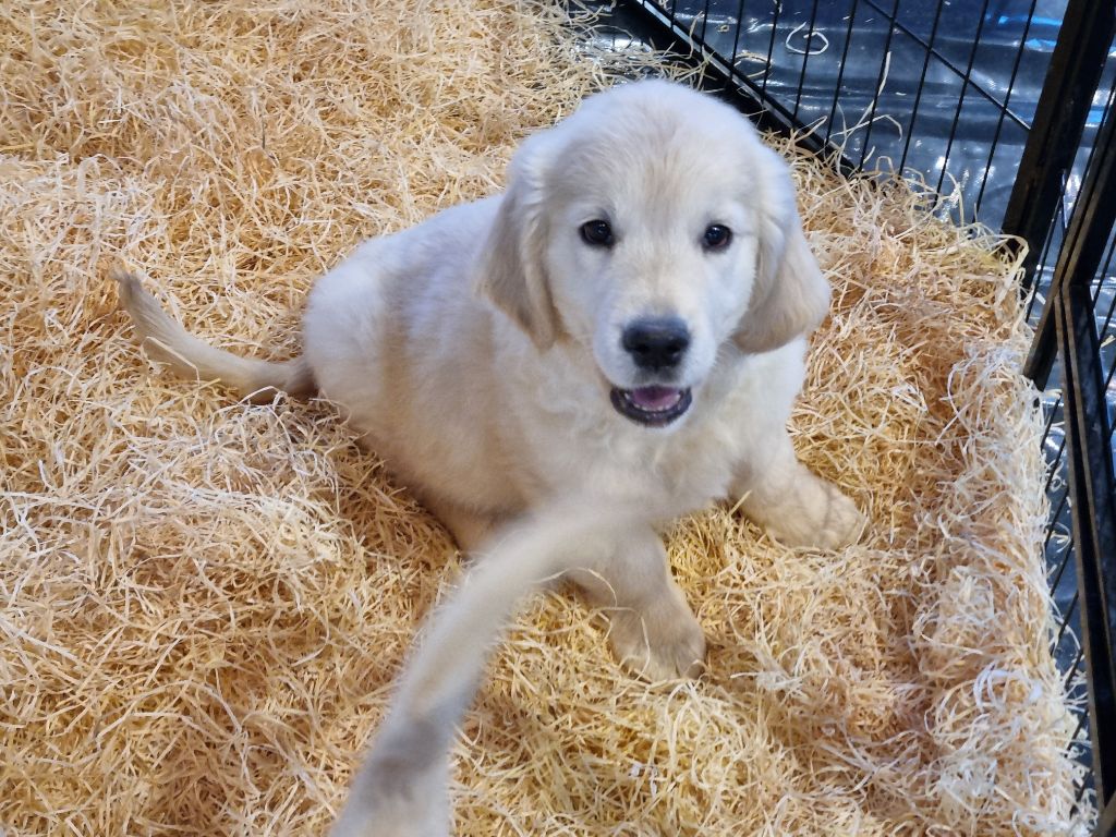 Du Souvenir De Tootsie - Chiots disponibles - Golden Retriever