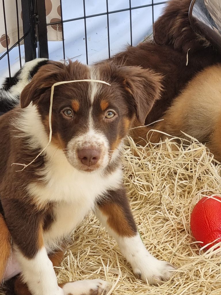 Du Souvenir De Tootsie - Chiots disponibles - Berger Américain Miniature 