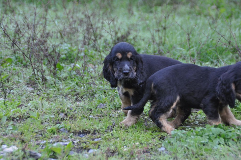 Du Souvenir De Tootsie - Chiots disponibles - Cocker Spaniel Anglais