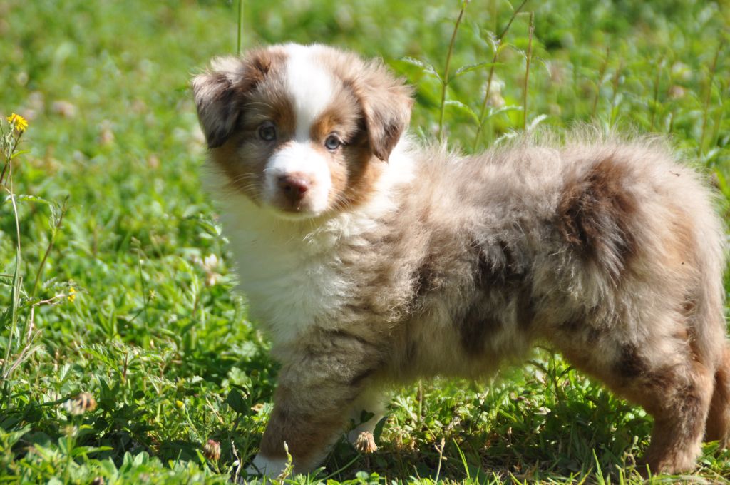Du Souvenir De Tootsie - Chiots disponibles - Berger Américain Miniature 