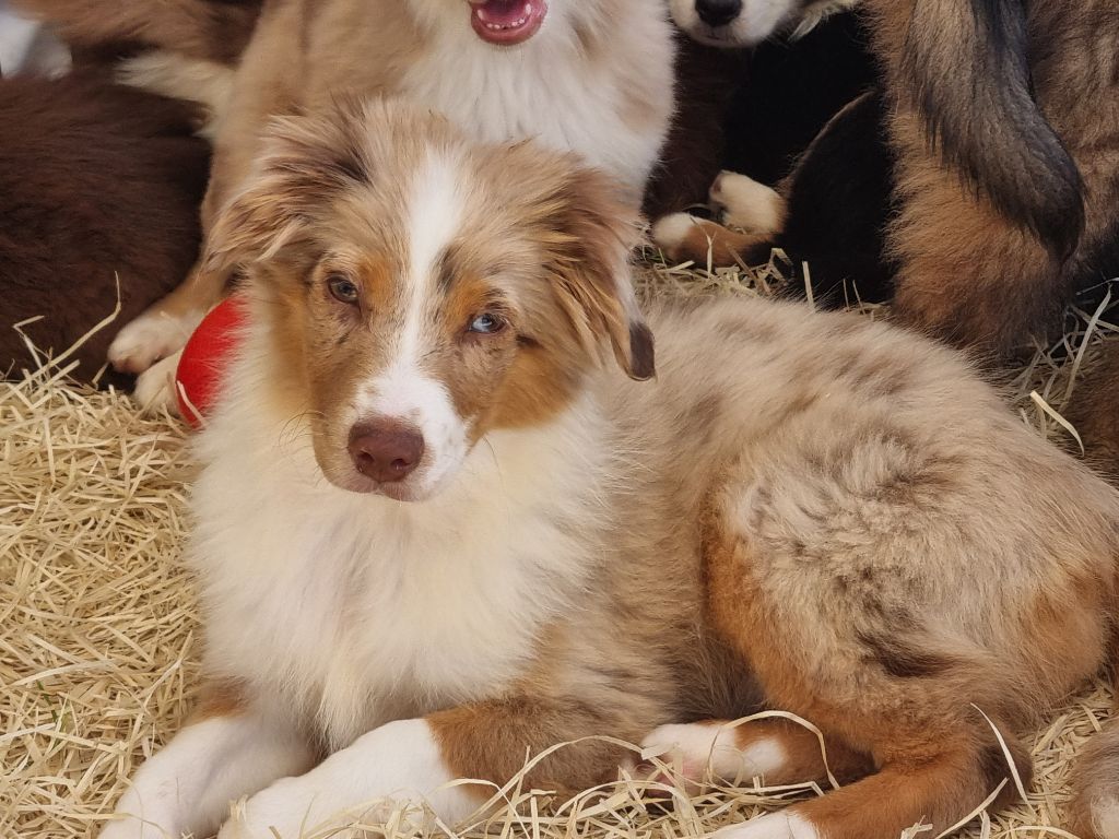 Du Souvenir De Tootsie - Chiots disponibles - Berger Américain Miniature 