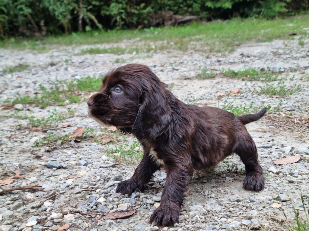 Du Souvenir De Tootsie - Chiots disponibles - Cocker Spaniel Anglais