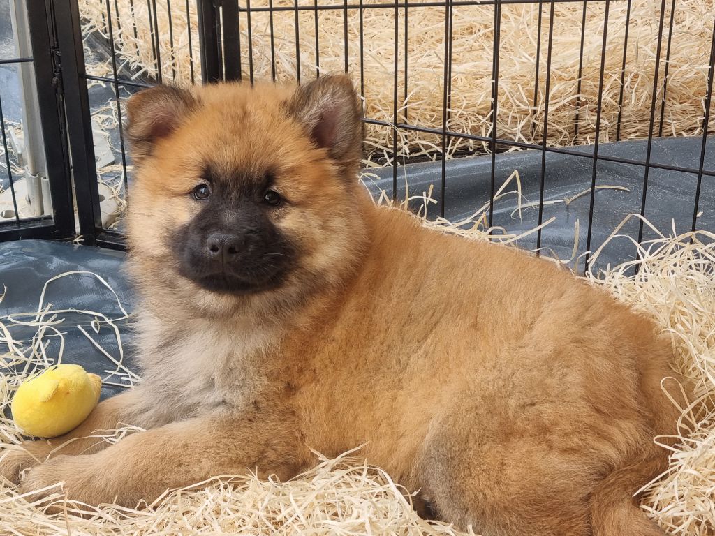 Du Souvenir De Tootsie - Chiots disponibles - Eurasier
