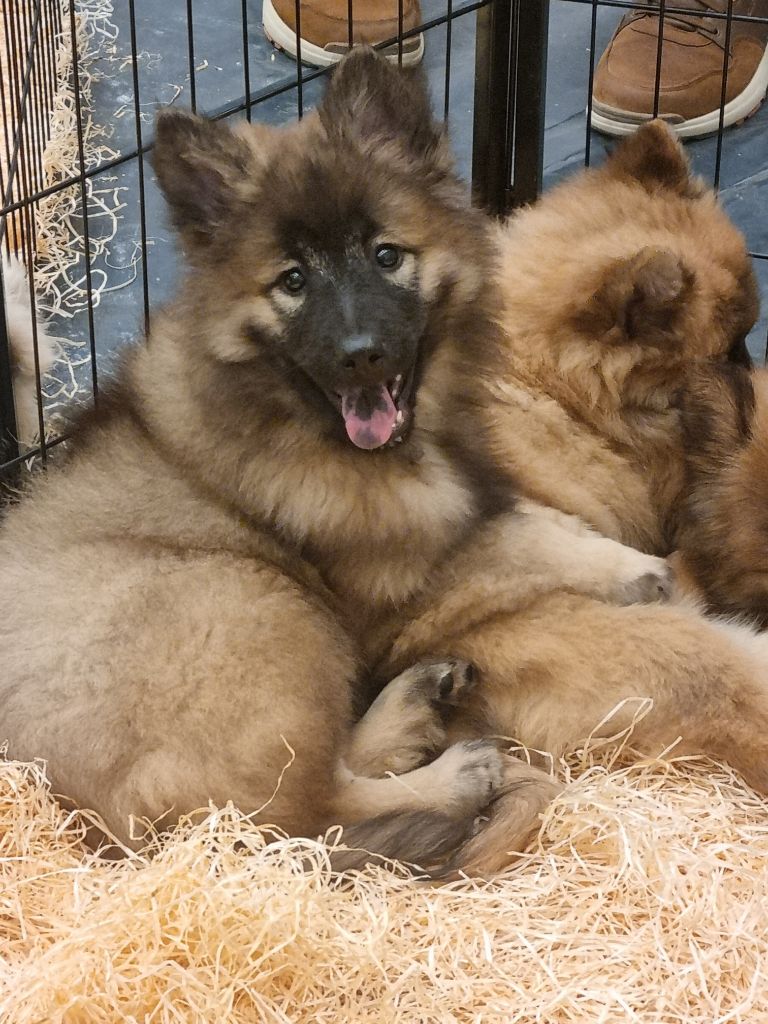 Du Souvenir De Tootsie - Chiots disponibles - Eurasier