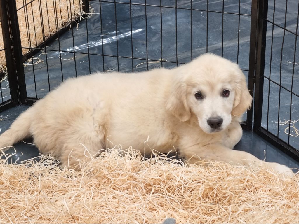 Du Souvenir De Tootsie - Chiots disponibles - Golden Retriever