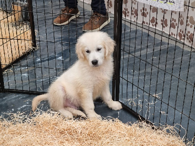 CHIOT 1