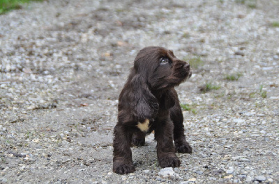 CHIOT 5 choco