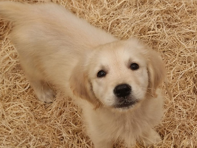 CHIOT 2