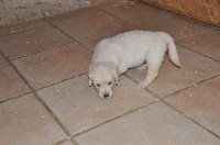 CHIOT