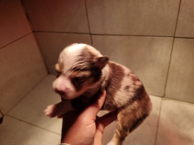 CHIOT 2