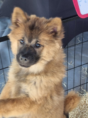 CHIOT 4