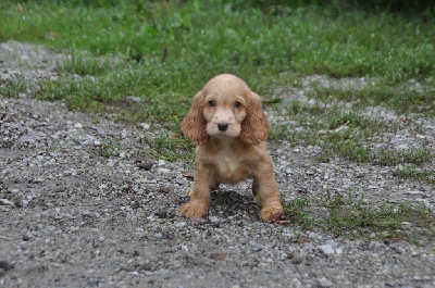 CHIOT 6 fauve