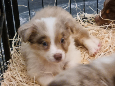 Chiot N°13