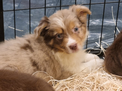 Chiot N°11