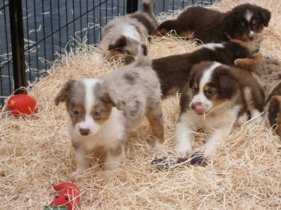 Chiot N°12