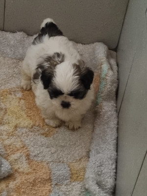Chiot N°2