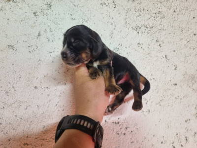 Chiot N°1